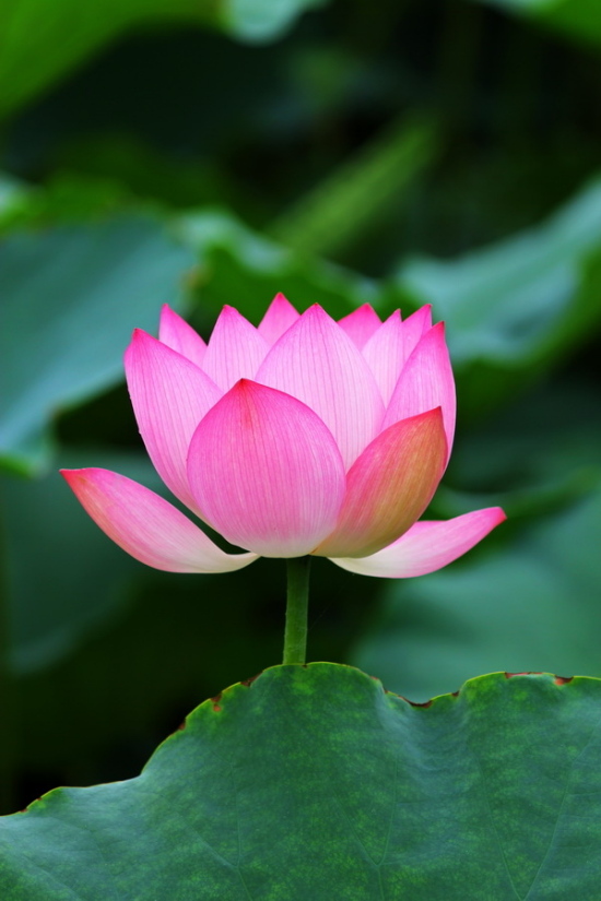 ��������-ֲ�ﻨ��