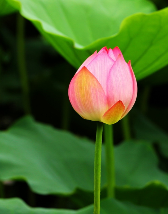 ��������-ֲ�ﻨ��