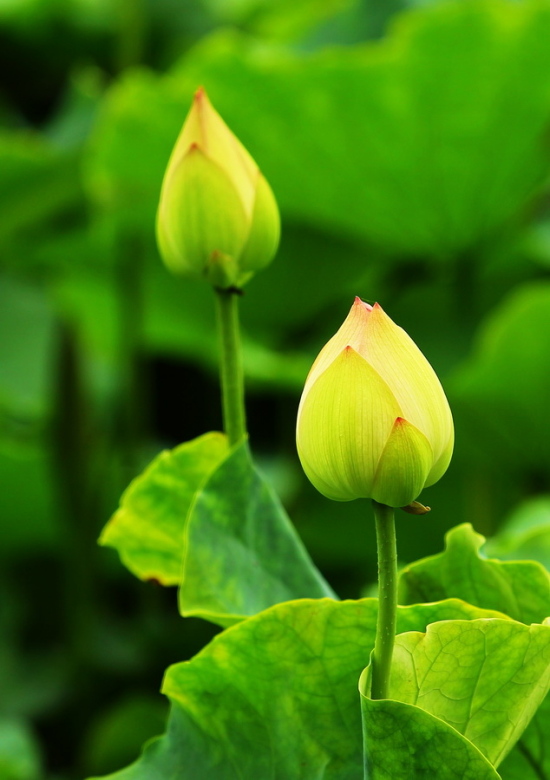 ��������-ֲ�ﻨ��