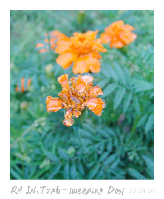 �����׷���-ֲ�ﻨ��