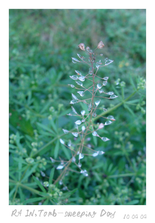 �����׷���-ֲ�ﻨ��