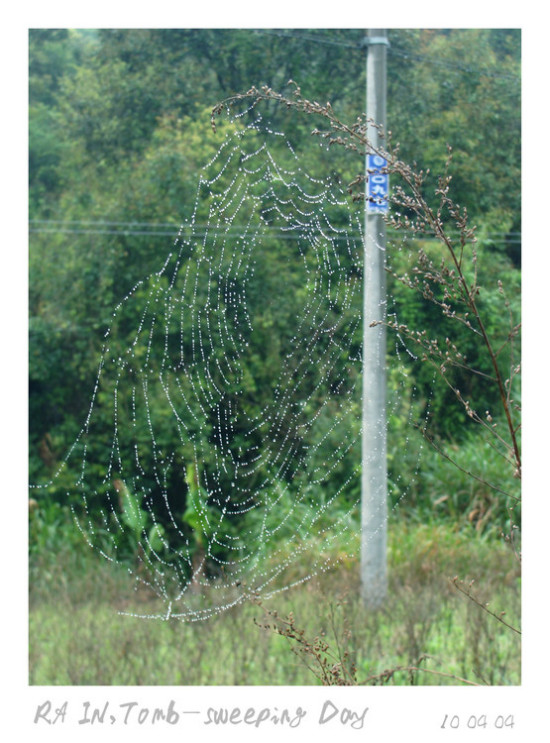 �����׷���-ֲ�ﻨ��