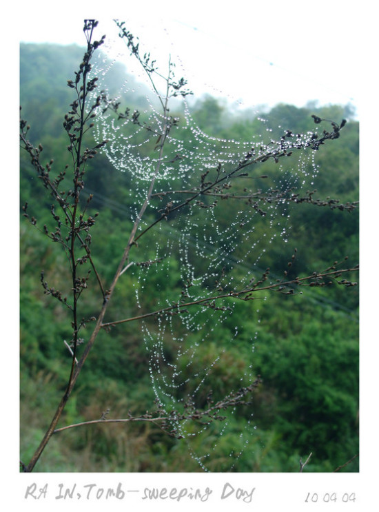 �����׷���-ֲ�ﻨ��