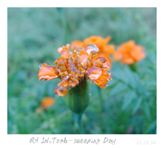 �����׷���-ֲ�ﻨ��