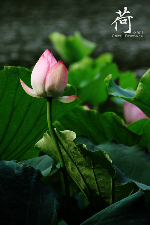 ��.�󞳺�-ֲ�ﻨ��