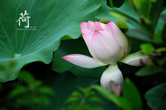 ��.�󞳺�-ֲ�ﻨ��