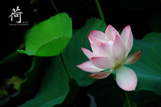 ��.�󞳺�-ֲ�ﻨ��