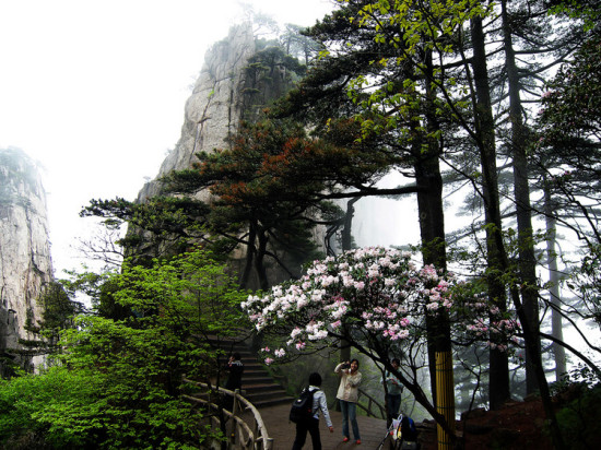 ʼ�ōo�ĸ�ɽ�ž�-ֲ�ﻨ��