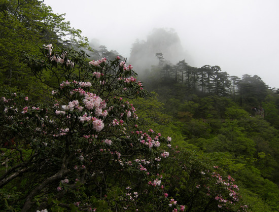 ʼ�ōo�ĸ�ɽ�ž�-ֲ�ﻨ��