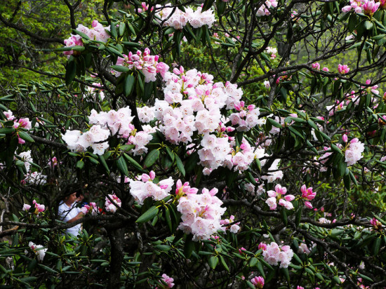 ʼ�ōo�ĸ�ɽ�ž�-ֲ�ﻨ��