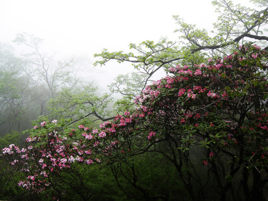 ʼ�ōo�ĸ�ɽ�ž�-ֲ�ﻨ��