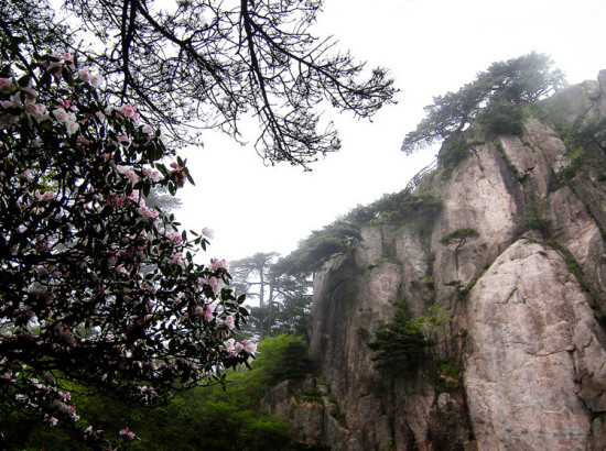 ʼ�ōo�ĸ�ɽ�ž�-ֲ�ﻨ��