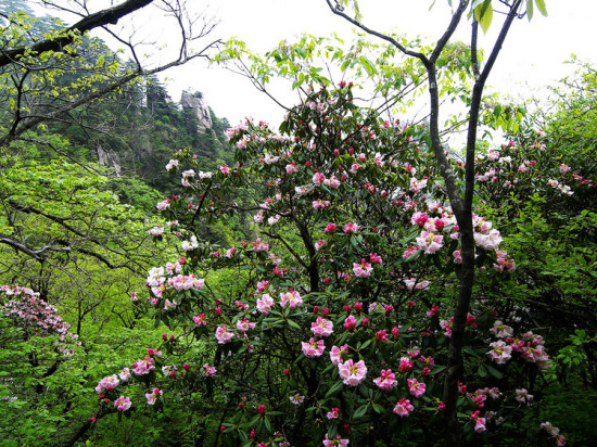 ʼ�ōo�ĸ�ɽ�ž�-ֲ�ﻨ��