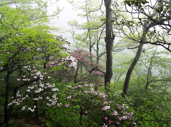 ʼ�ōo�ĸ�ɽ�ž�-ֲ�ﻨ��