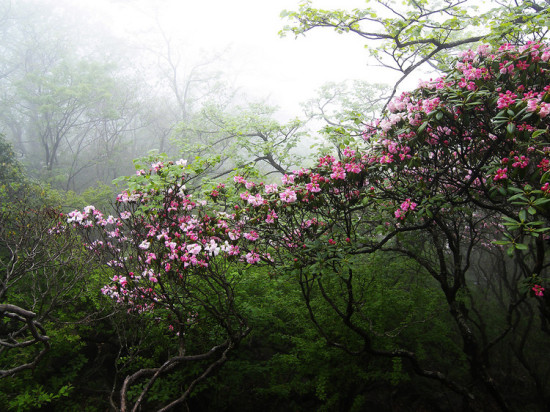 ʼ�ōo�ĸ�ɽ�ž�-ֲ�ﻨ��