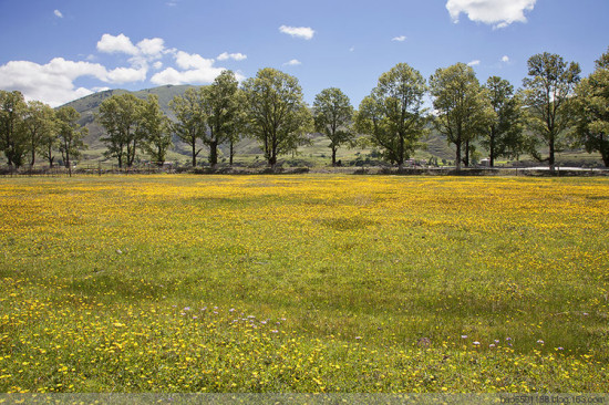 ���ղ�ԭ��ʢ��-��Ȼ�羰