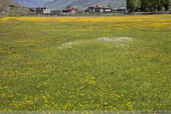 ���ղ�ԭ��ʢ��-��Ȼ�羰