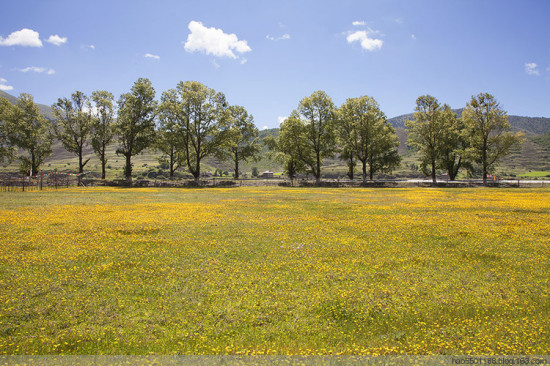 ���ղ�ԭ��ʢ��-��Ȼ�羰