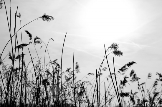 ���� «έ-ֲ�ﻨ��