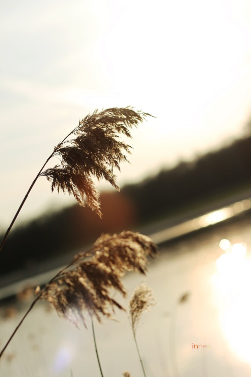 ���� «έ-ֲ�ﻨ��