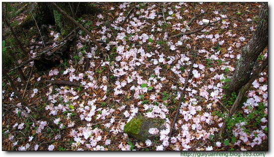 �����մ����ҹ�԰-���ϵ���