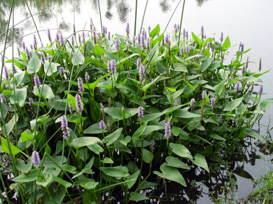 ������ʧ�ĳ���ʪ��-��Ȼ�羰