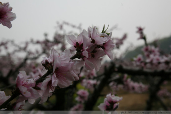 ��ɽ�һ�������-ֲ�ﻨ��