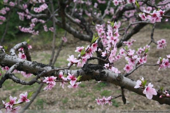 ��ɽ�һ�������-ֲ�ﻨ��