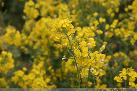 ��ɽ�һ�������-ֲ�ﻨ��