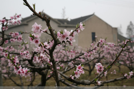 ��ɽ�һ�������-ֲ�ﻨ��