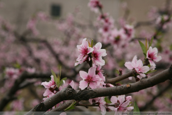 ��ɽ�һ�������-ֲ�ﻨ��