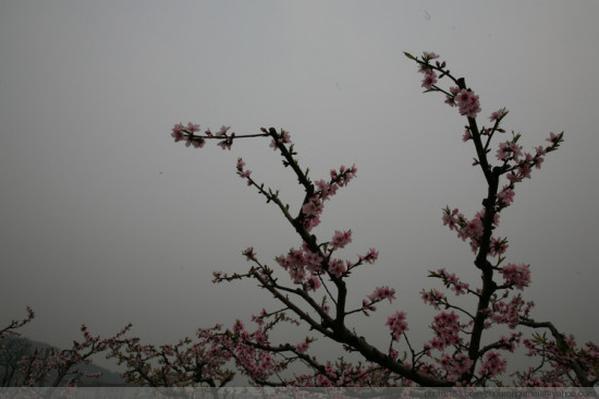 ��ɽ�һ�������-ֲ�ﻨ��