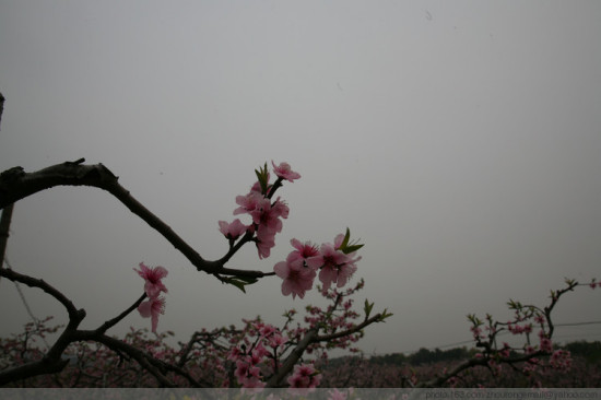 ��ɽ�һ�������-ֲ�ﻨ��