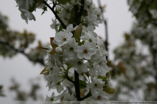 ��ɽ�һ�������-ֲ�ﻨ��