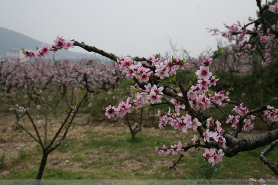 ��ɽ�һ�������-ֲ�ﻨ��