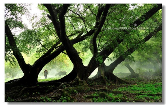 ���״�ׯ-ϼ��-��Ȼ�羰