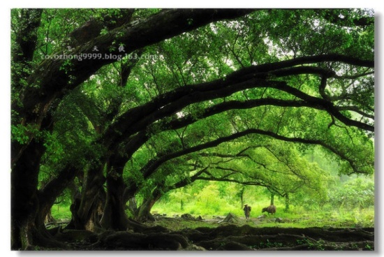 ���״�ׯ-ϼ��-��Ȼ�羰