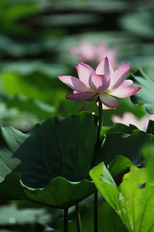 ��������� �������Զ-ֲ�ﻨ��