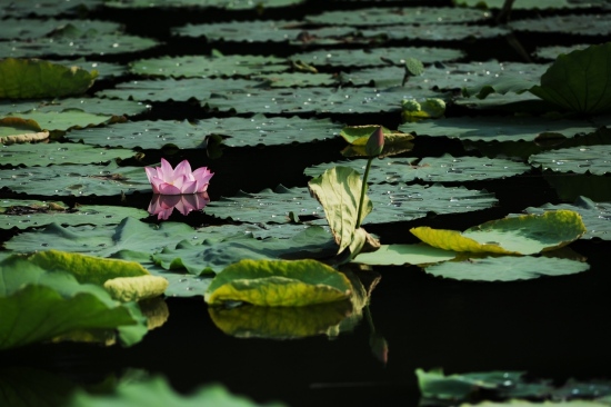 ��������� �������Զ-ֲ�ﻨ��