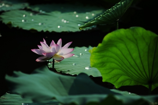 ��������� �������Զ-ֲ�ﻨ��