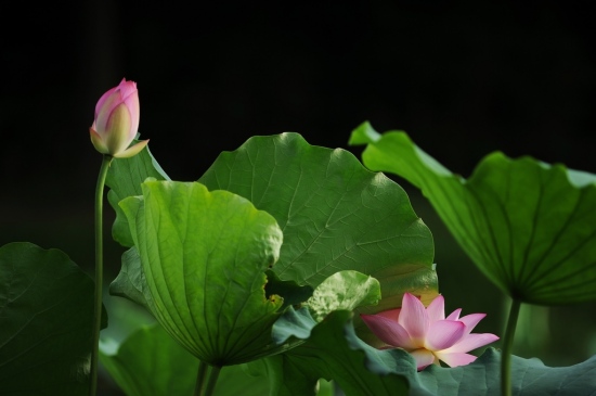 ��������� �������Զ-ֲ�ﻨ��