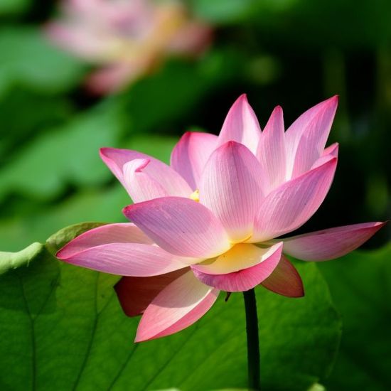 ��Ϊ����-ֲ�ﻨ��