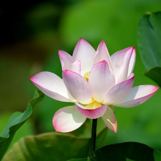 ��Ϊ����-ֲ�ﻨ��