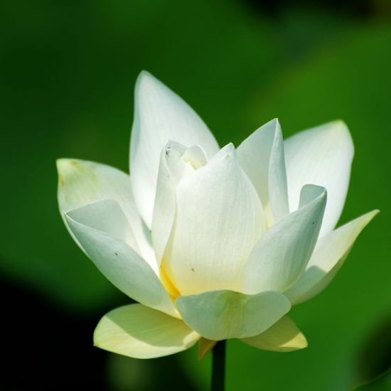 ��Ϊ����-ֲ�ﻨ��