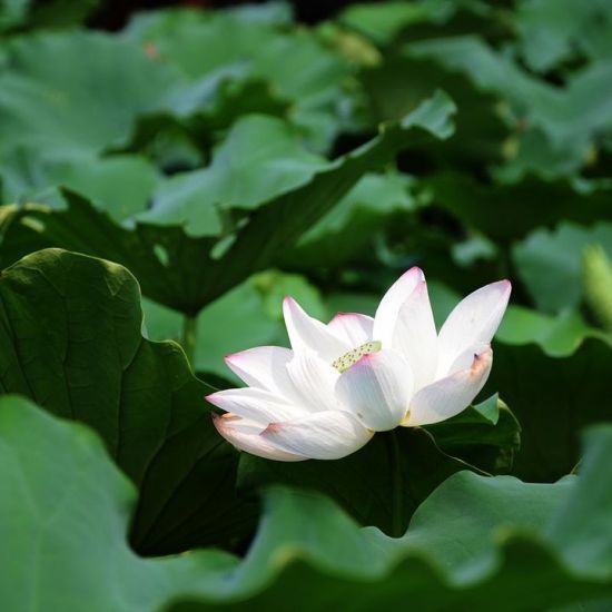 ��Ϊ����-ֲ�ﻨ��