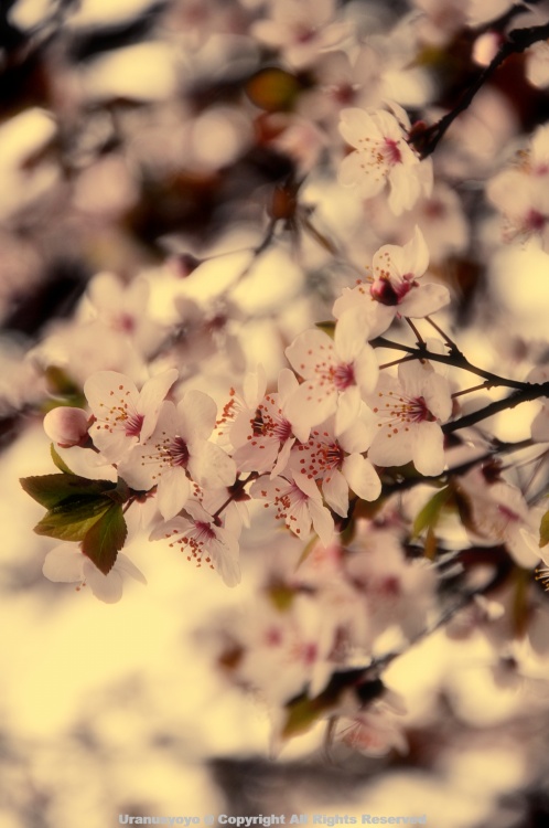 ������ӣ�ļ���-ֲ�ﻨ��