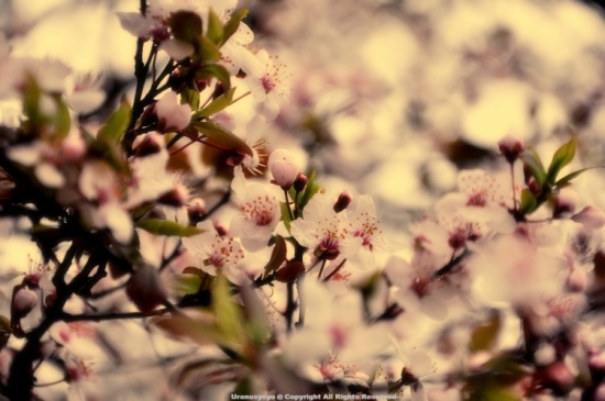 ������ӣ�ļ���-ֲ�ﻨ��