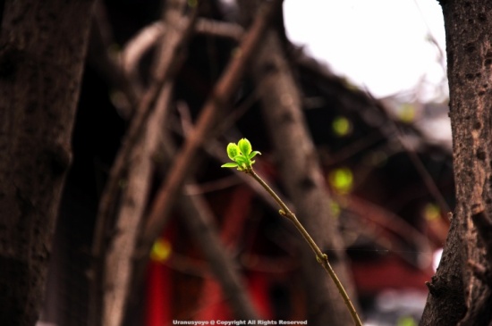 ������ӣ�ļ���-ֲ�ﻨ��