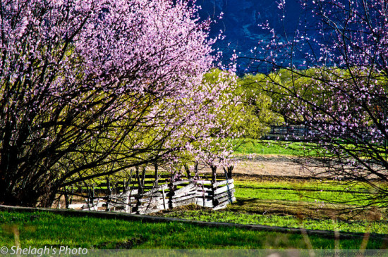 ��˾��ͷ�����֥<span class=lxw>[ע: ��֥Ϊ�й�������������Ͻ��һ��������λ�����ض�����ƽ������3100�ס������Լ11.7��ƽ������˿�14��ࡣ��֥������Ȼ�����������]</span>-���ϵ���