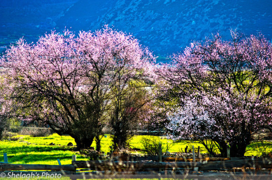 ��˾��ͷ�����֥-���ϵ���